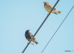 ホシムクドリとギンムクドリ擬き