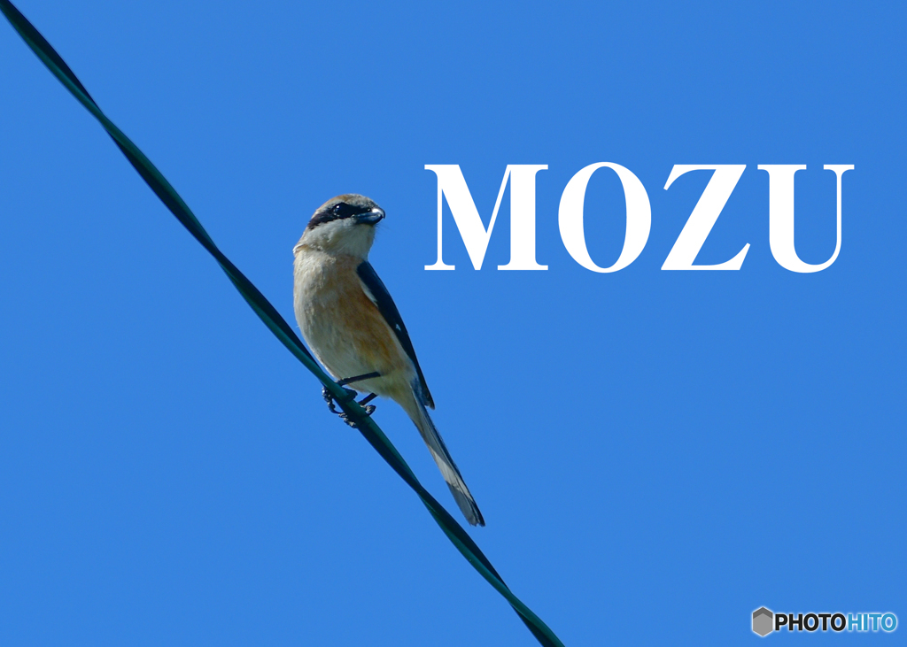 MOZU