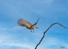 ジョウビタキ飛び出し ジョウビタキ飛び出し