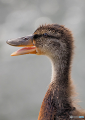 ヒナ