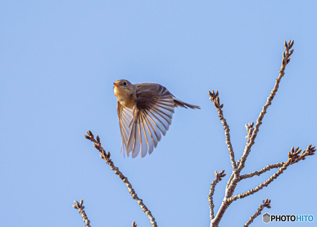 ニシオジロビタキ飛翔
