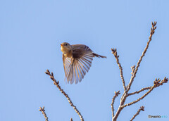 ニシオジロビタキ飛翔