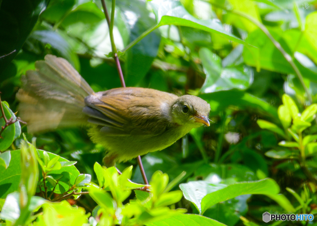 ウグイス幼鳥-2