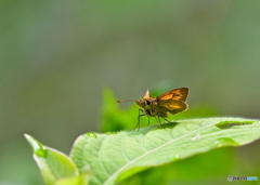 セセリ蝶