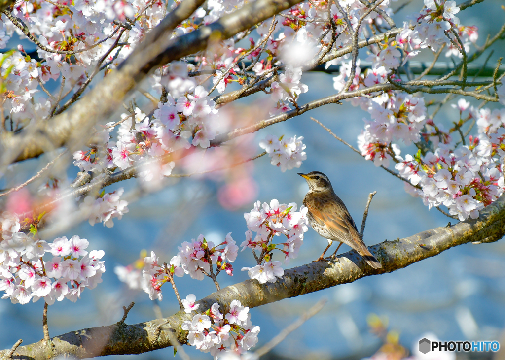 桜とツグミ