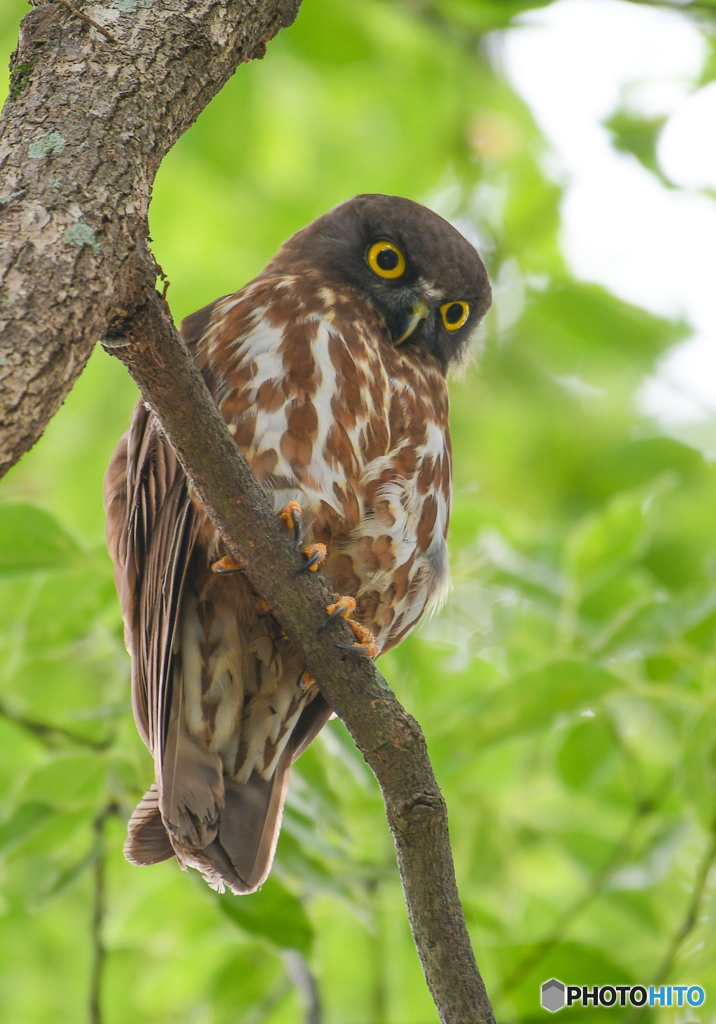 アオバズク親