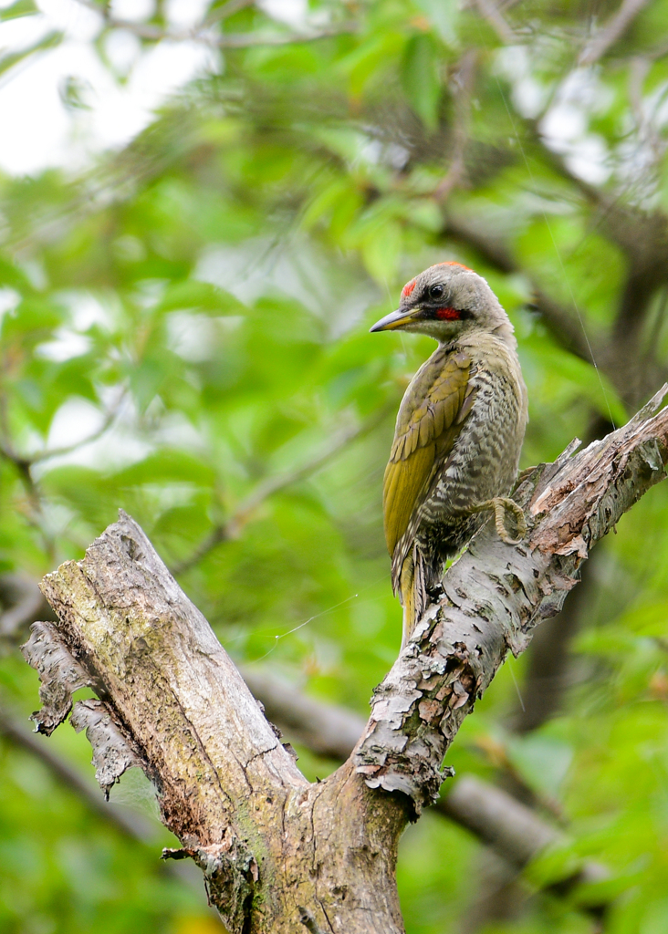 アオゲラ♀？ー2