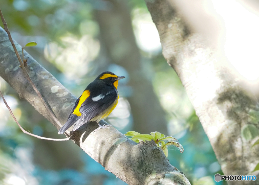 キビタキ（証拠写真）