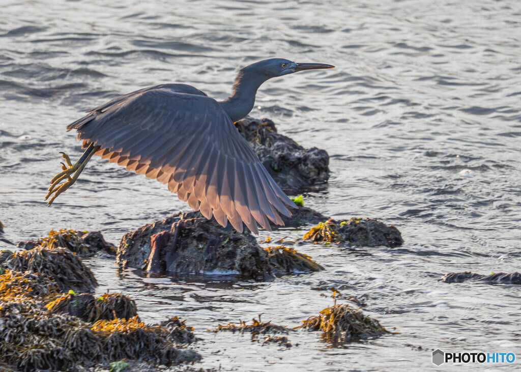 クロサギ飛び出し