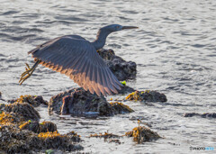 クロサギ飛び出し