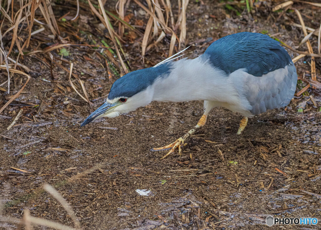 抜け足差し足