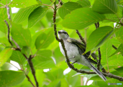 サンショウクイ幼鳥-2