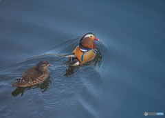 何見てんのよ！