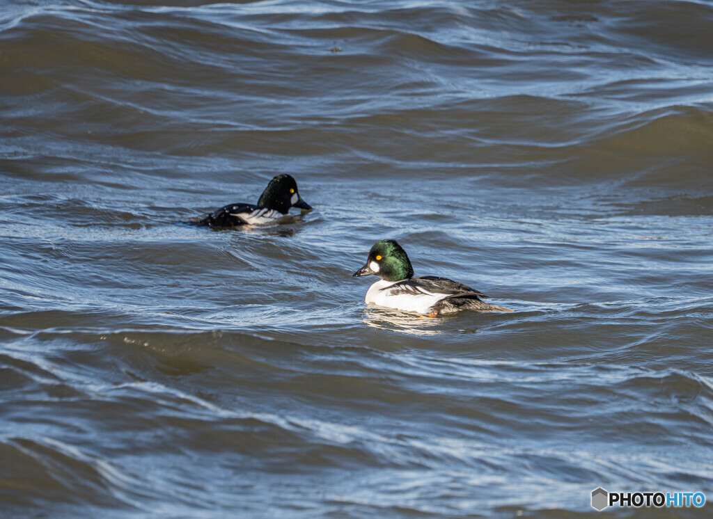 ホオジロガモ雄