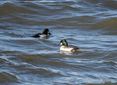 ホオジロガモ雄