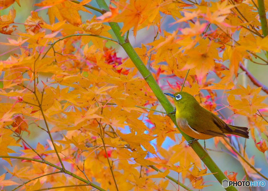 紅葉とメジロ2