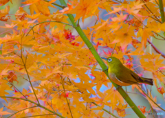 紅葉とメジロ2