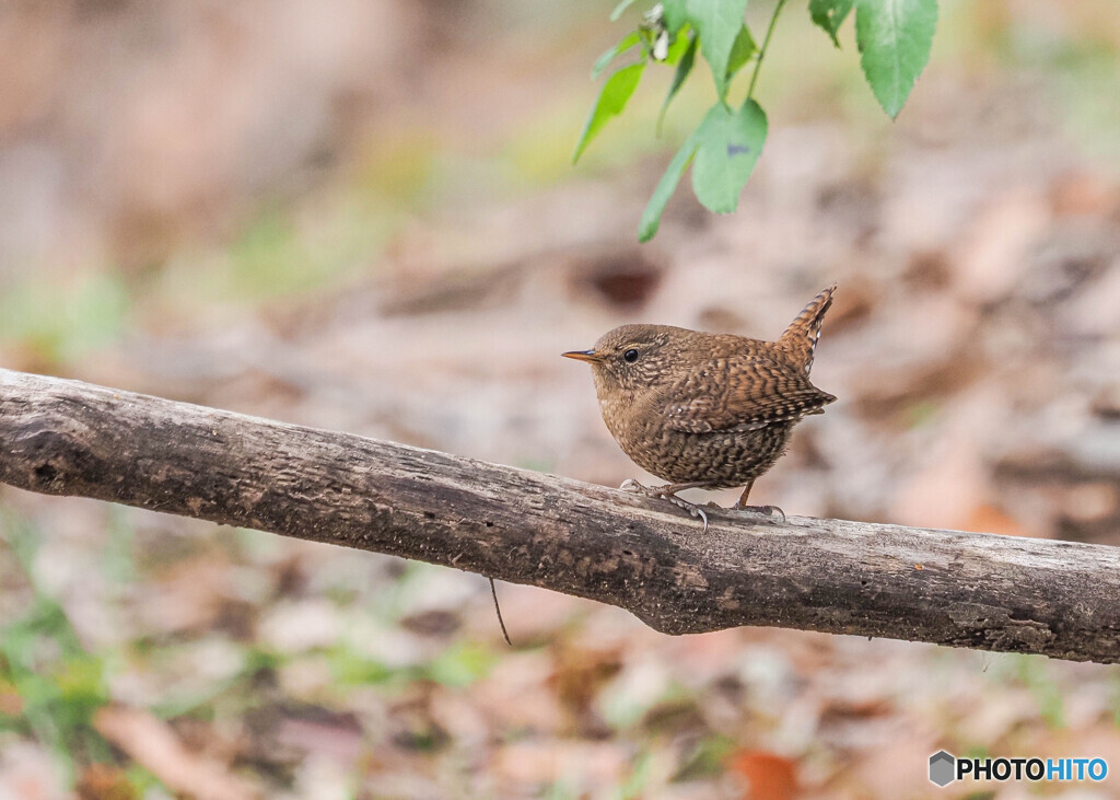 公園のミソサザイ