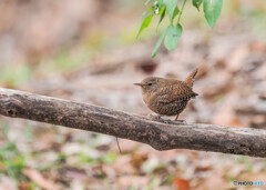 公園のミソサザイ