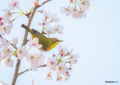 桜とメジロ