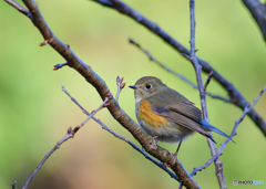 今年初はルリビタキ♀