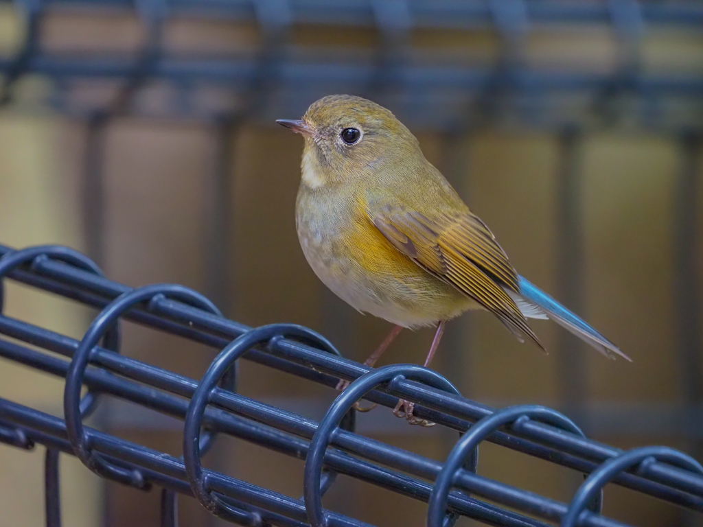 公園のルリビタキ♀