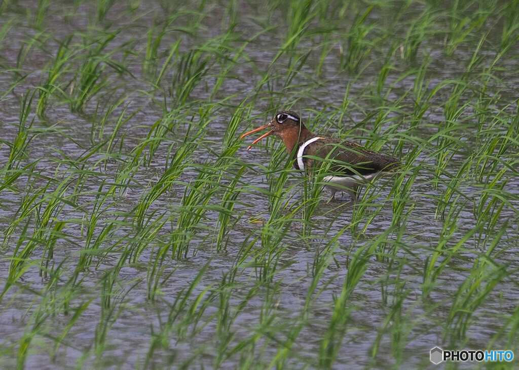 タマシギがやって来た