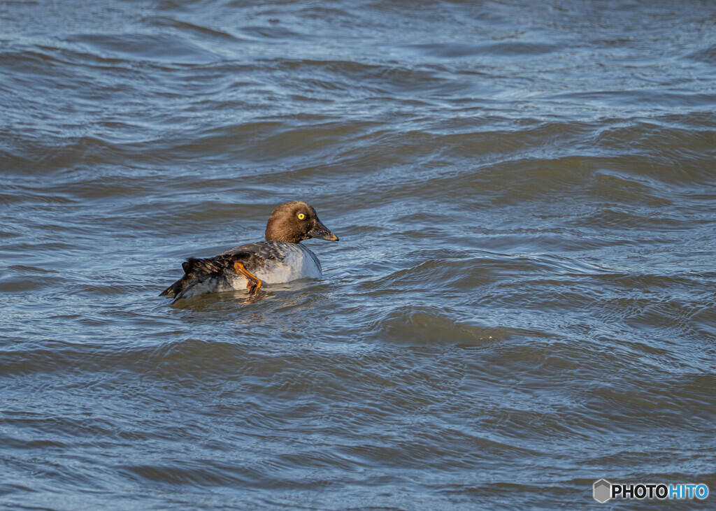ホオジロガモ雌
