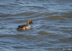ホオジロガモ雌