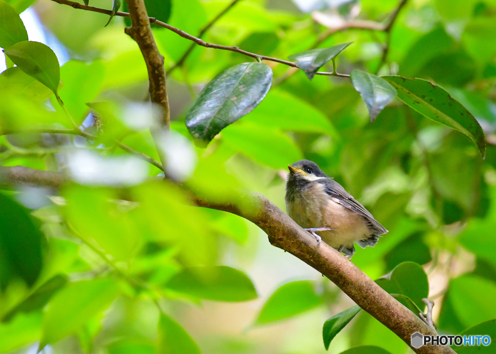 ヤマガラ幼鳥