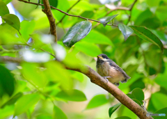 ヤマガラ幼鳥