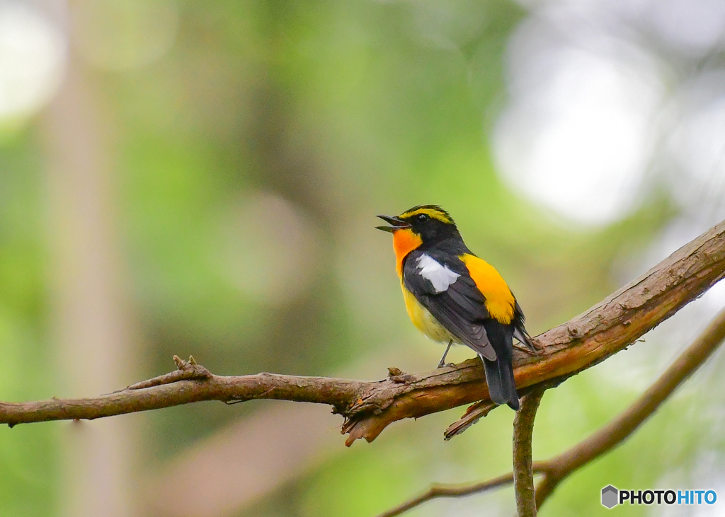 黄色いさえずりA