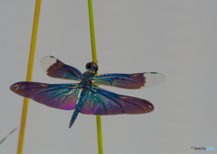蝶トンボの構造色