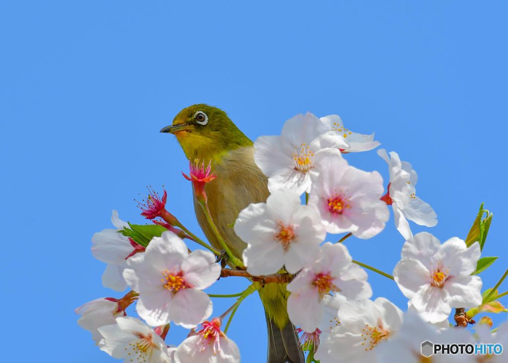 メジロと桜