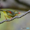 相思鳥