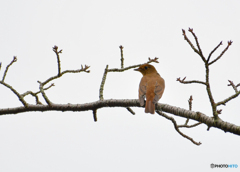 オオルリ♀