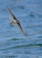 キアシシギ海上を飛ぶ