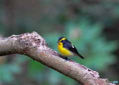 黄色い鳥（キビタキ2）