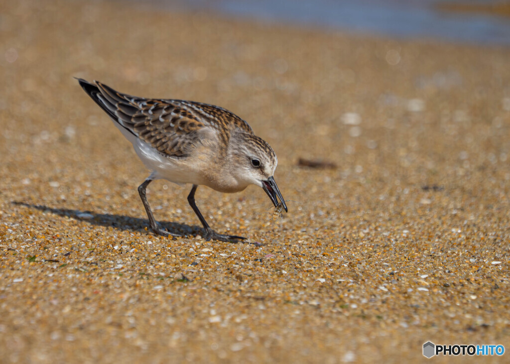 トウネン採餌