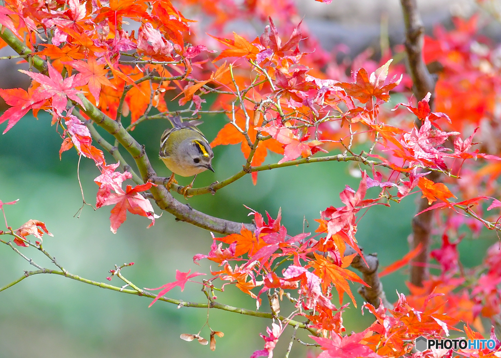 紅葉とキクイタダキ