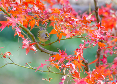 紅葉とキクイタダキ