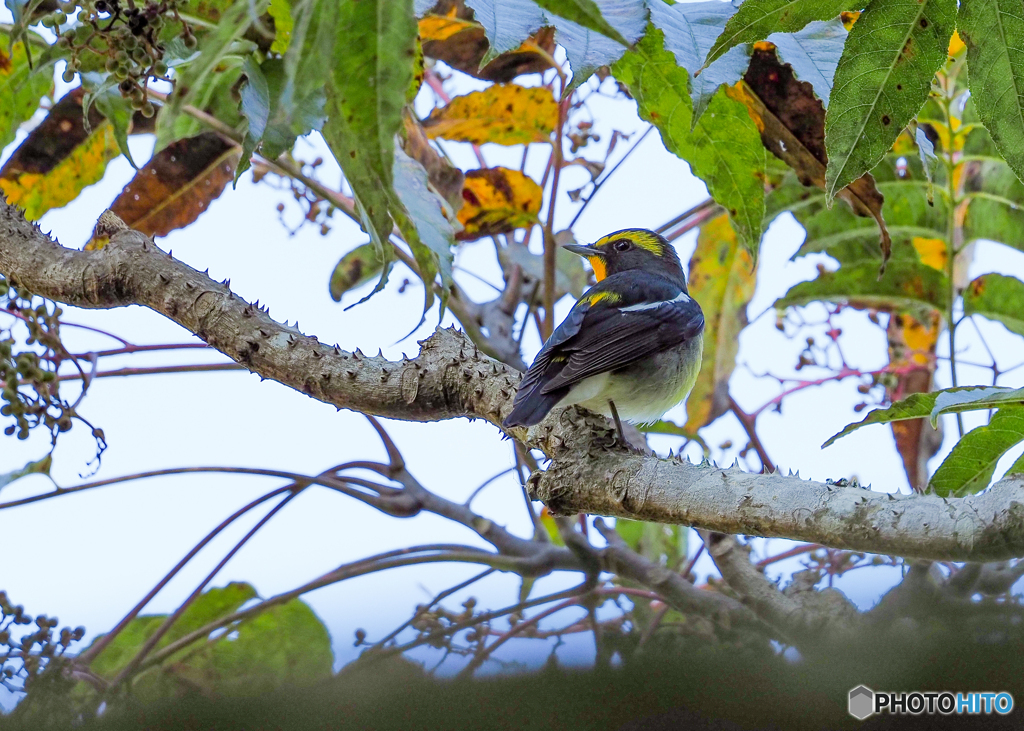 キビタキ♂とカラスザンショウ