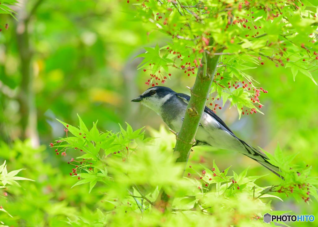 新緑とサンショウクイ