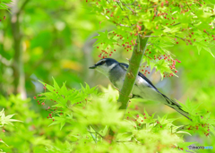 新緑とサンショウクイ