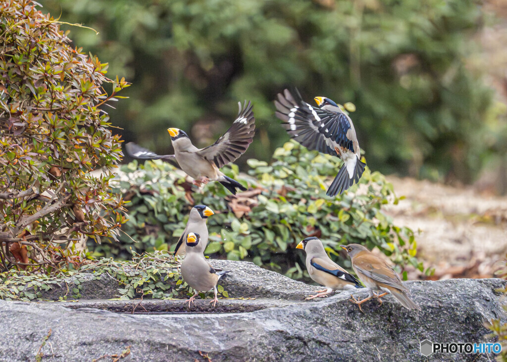 イカル・シロハラ