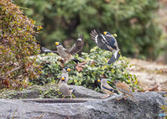 イカル・シロハラ