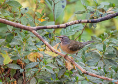 マミチャジナイ
