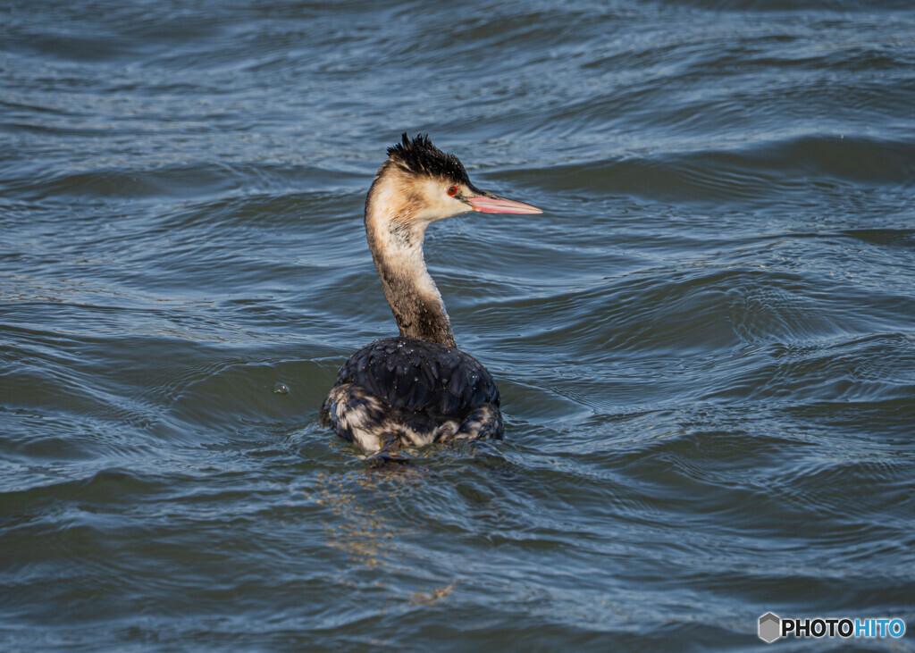 カンムリカイツブリ