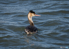 カンムリカイツブリ