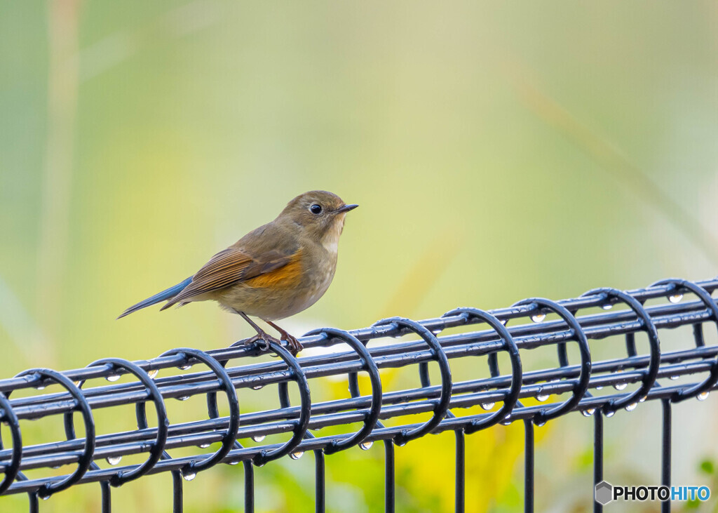 公園のルリビタキ
